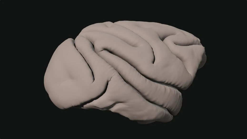 Right-lateral macaque cortical surface